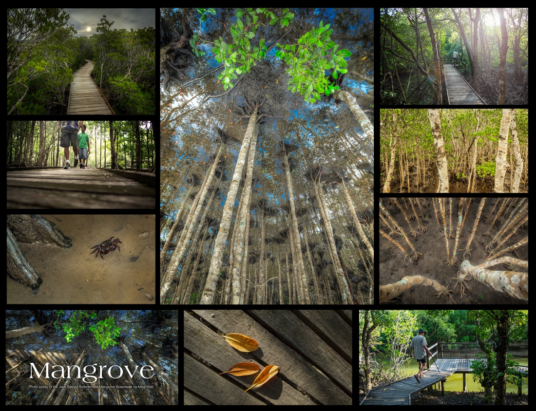 Mangrove collarge